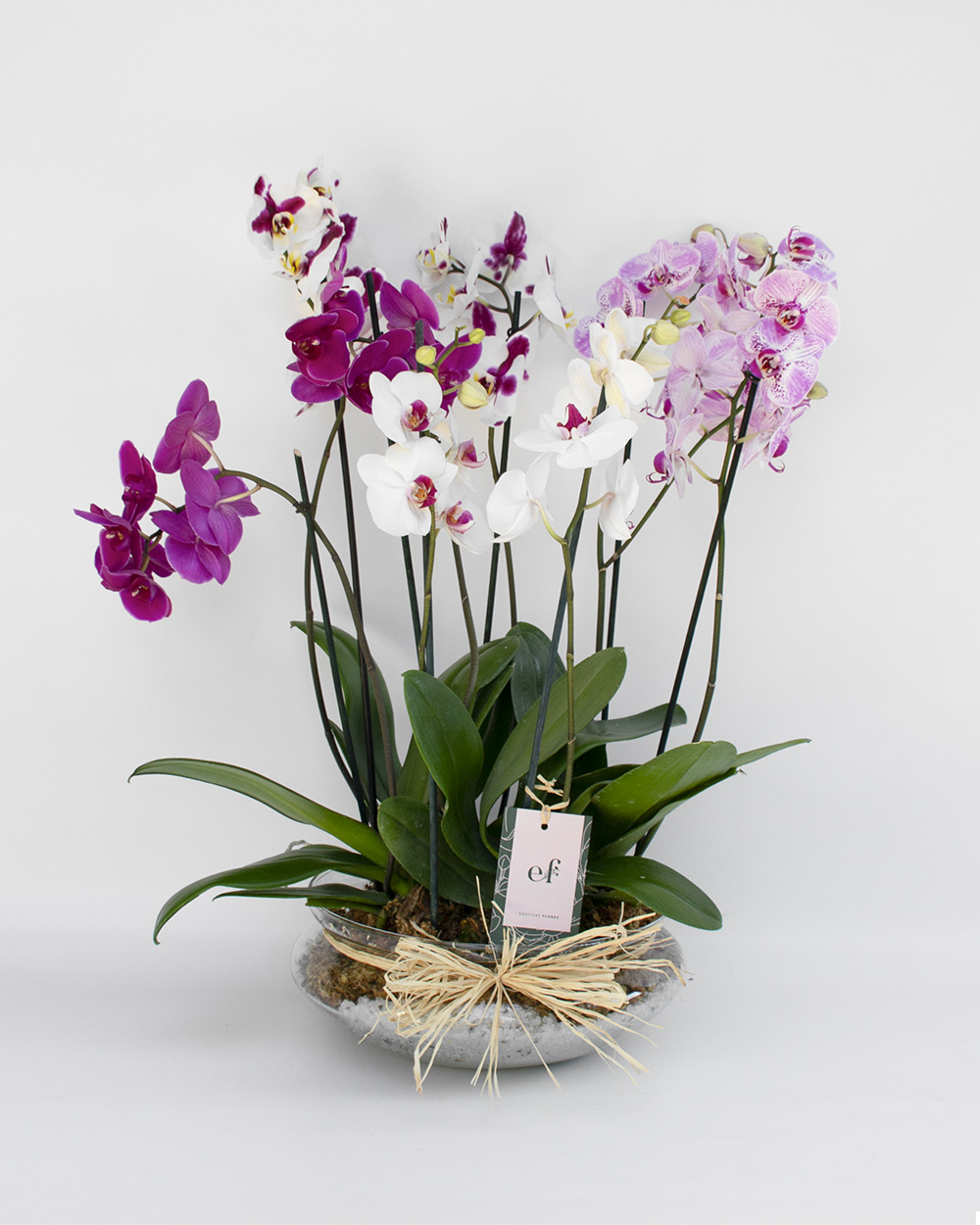 Orquídeas Naturales con Rosas