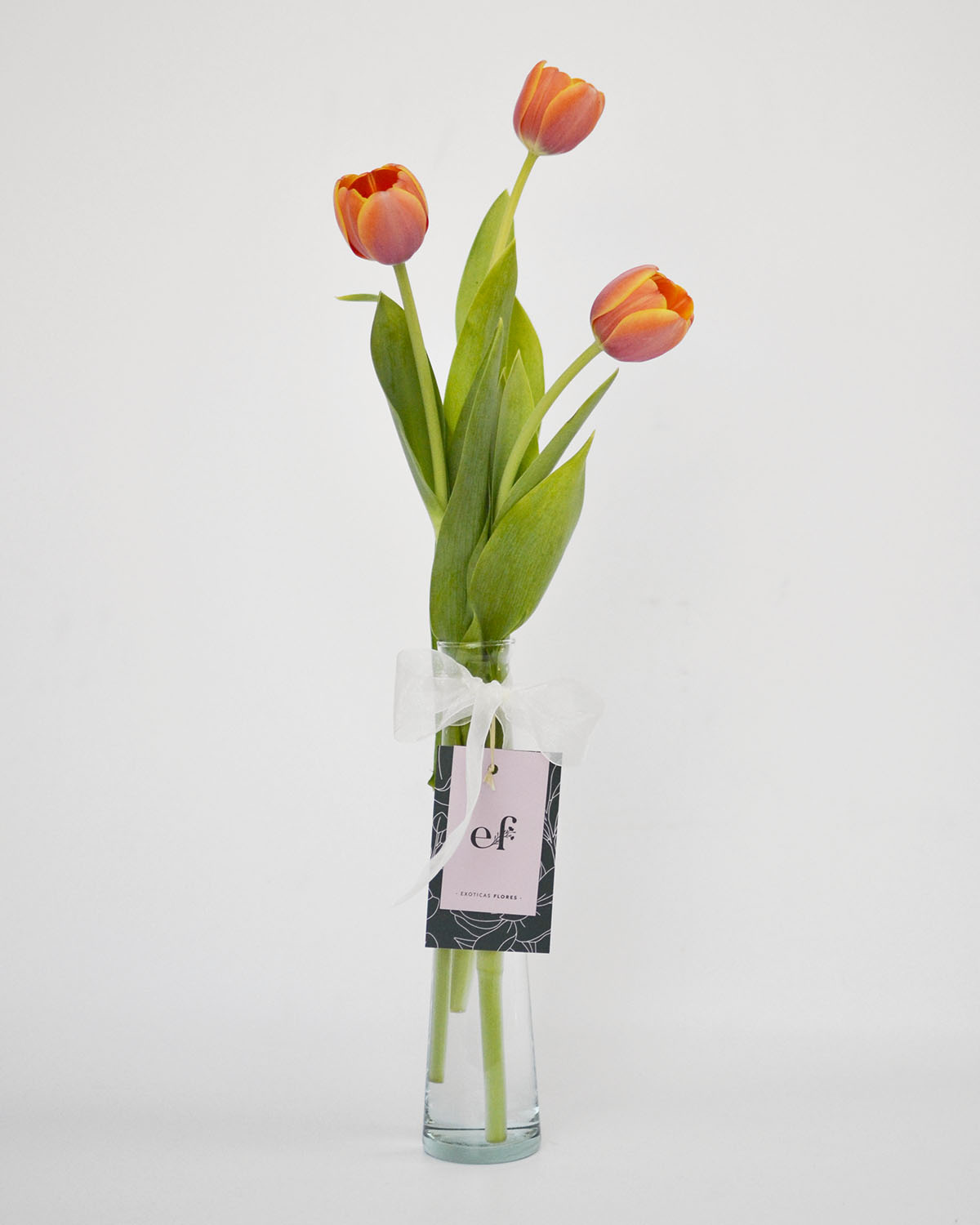 Tulipan para tu escritorio – Flores a Domicilio